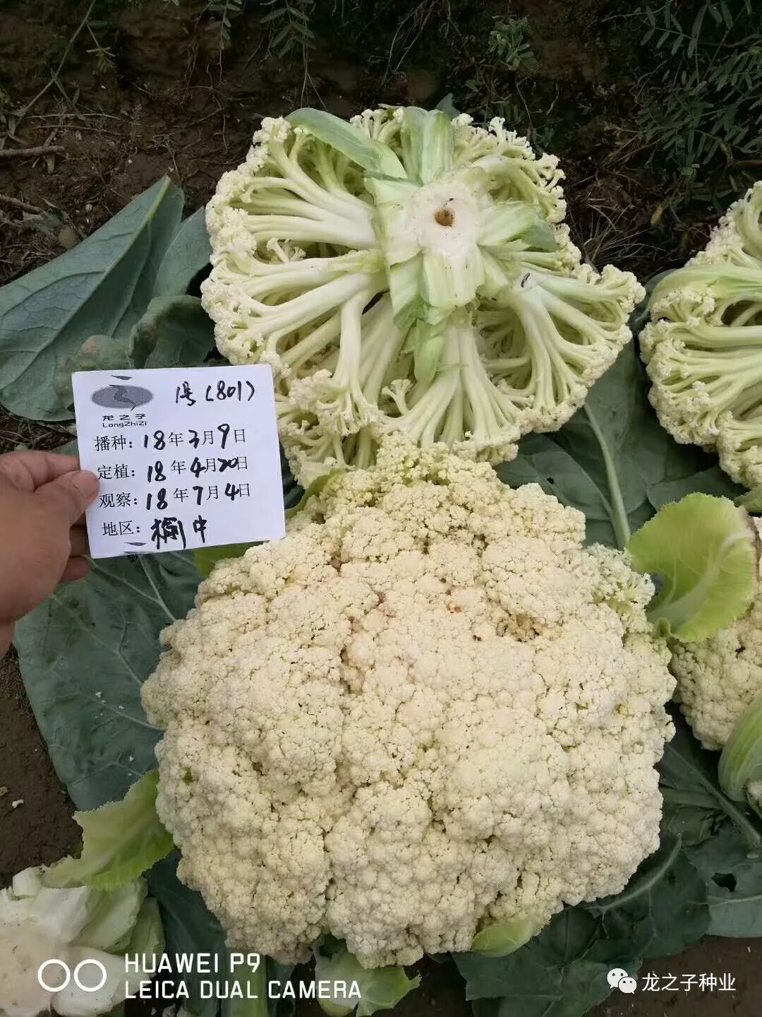 松花菜兰州试验基地新品成功出炉啦 龙之子种业 微信公众号文章阅读 Wemp