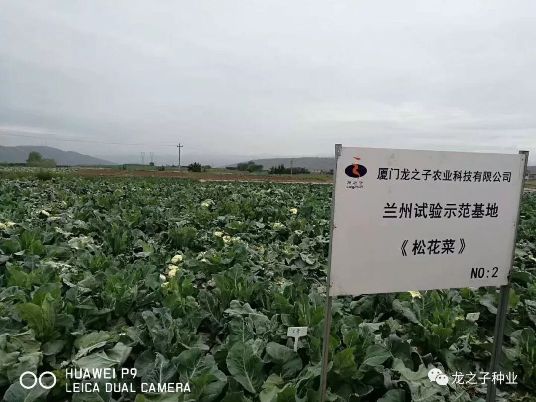 松花菜兰州试验基地新品成功出炉啦 龙之子种业 微信公众号文章阅读 Wemp