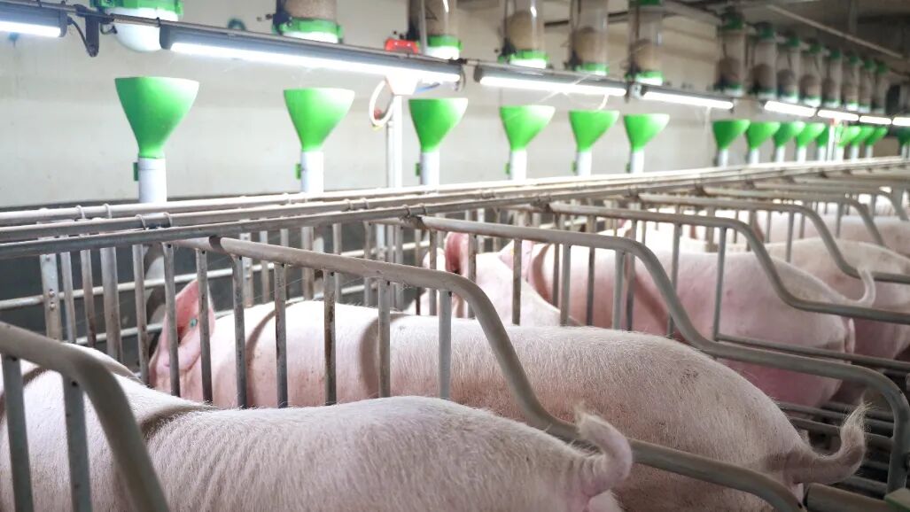 第一批在扬翔智能设施楼房猪场的大学生，已经当上场长了