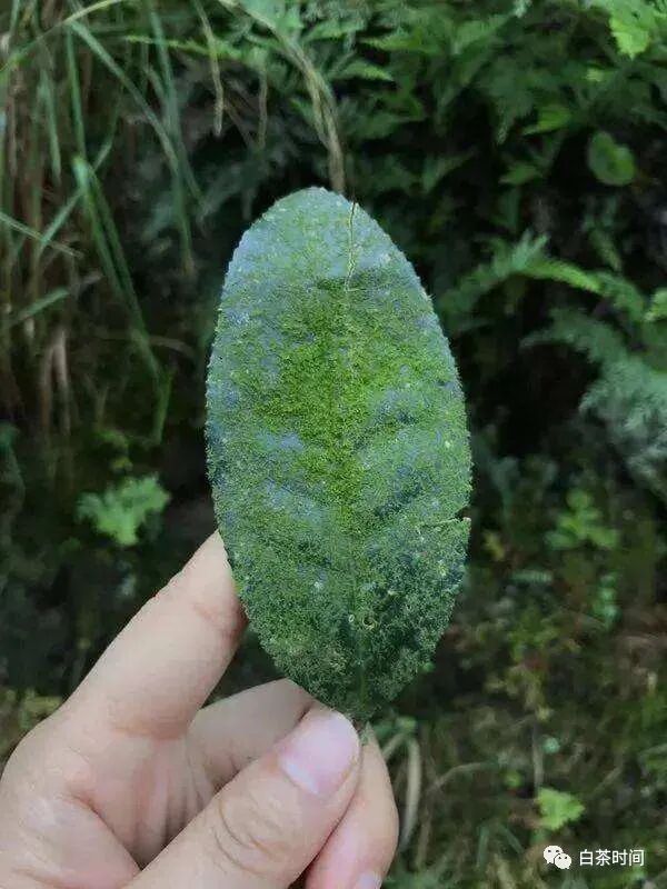 心有草木，茶遇知音