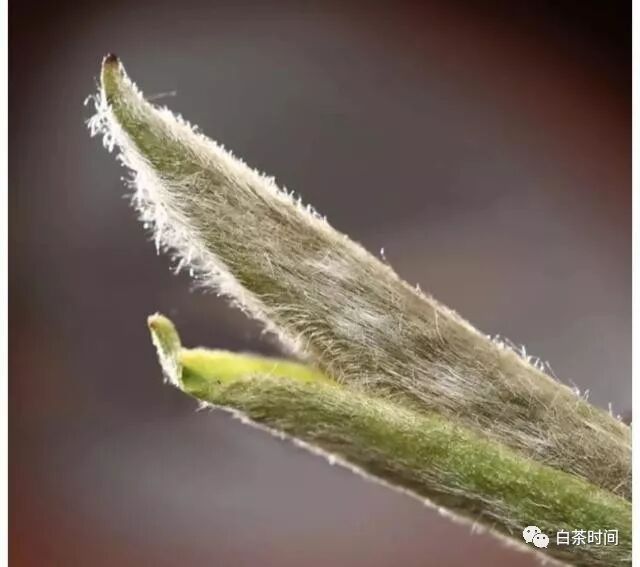 作为一个想喝老白茶的新人，遇到不好喝，是不是茶不好？