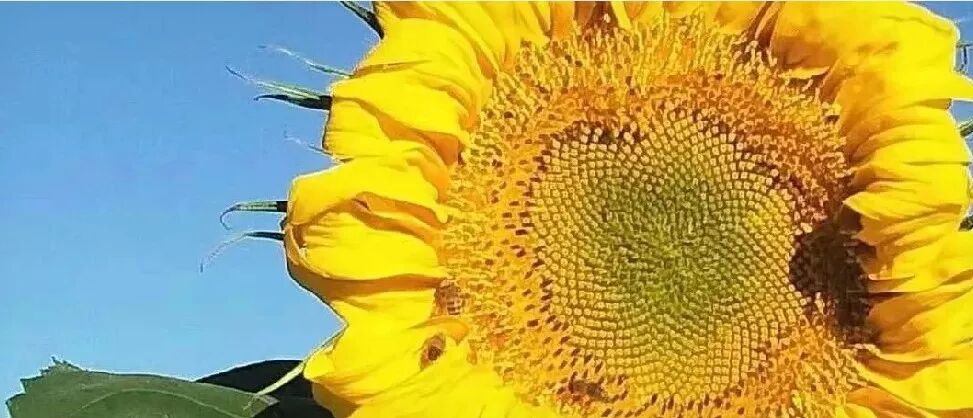 葫芦种植时间和方法_向日葵葫芦长什么样_葫芦种植方位