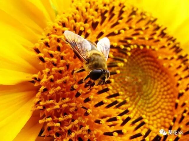 葫芦种植时间和方法_向日葵葫芦长什么样_葫芦种植方位
