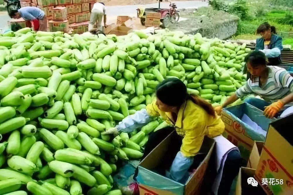 葫芦种植时间和方法_葫芦种植方位_向日葵葫芦长什么样
