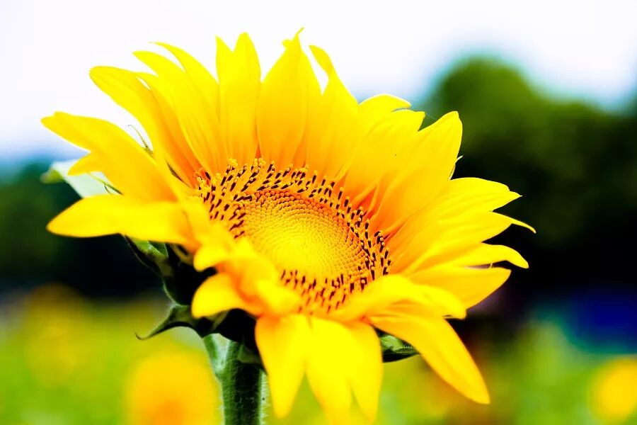 向日葵葫芦长什么样_葫芦种植时间和方法_葫芦种植方位