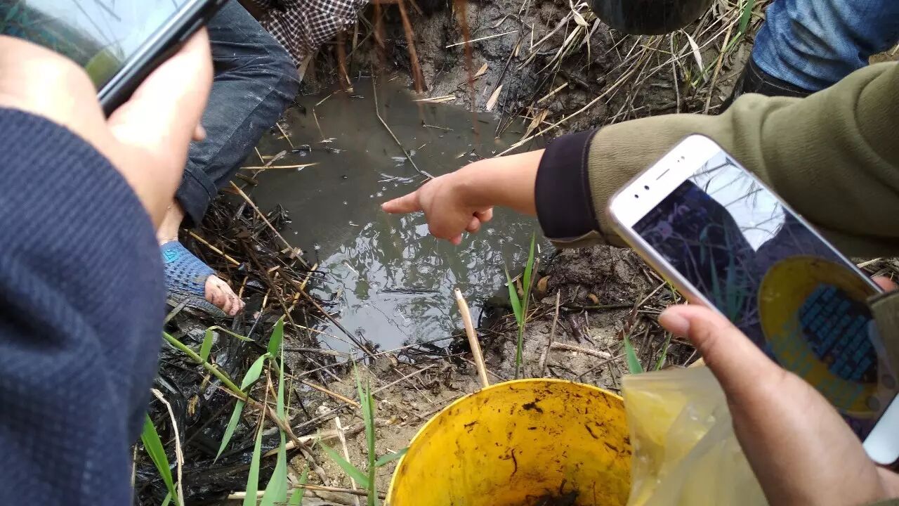 实拍桃林帅哥,美女结伴摸龙虾(视频)
