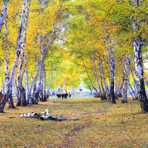 成立！计划年内引客入疆10万人