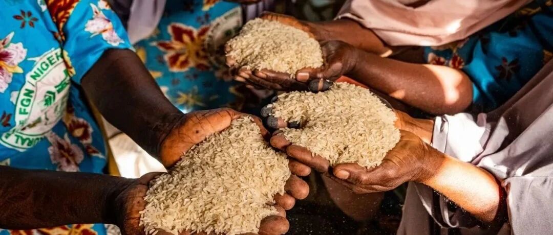 历史新高！全球近两亿人面临严峻粮食危机