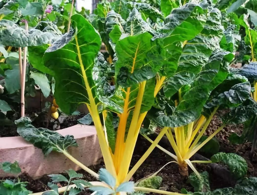 高科技农业即将引爆：世界强国都在搞，中国巨头纷纷布局