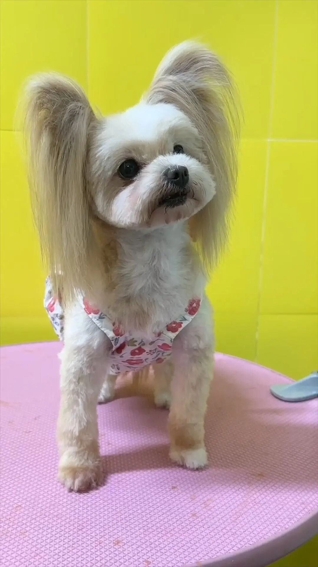 服务涵盖昆明无人机培训、昆明保安服务、昆明物业服务、昆明宠物医疗美容、昆明职业技能培训服务、昆明广告策划、昆明安防监控。