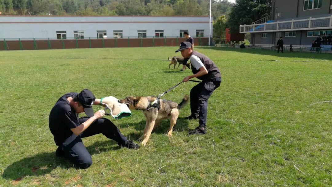 服务涵盖昆明无人机培训、昆明保安服务、昆明物业服务、昆明宠物医疗美容、昆明职业技能培训服务、昆明广告策划、昆明安防监控。