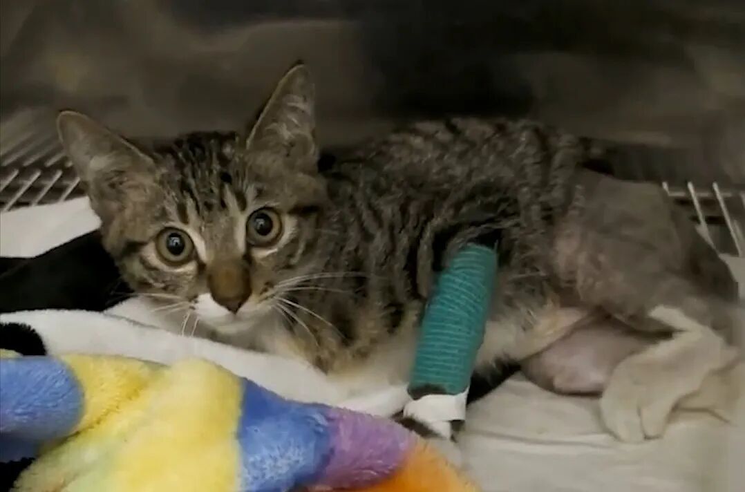 服务涵盖昆明无人机培训、昆明保安服务、昆明物业服务、昆明宠物医疗美容、昆明职业技能培训服务、昆明广告策划、昆明安防监控。