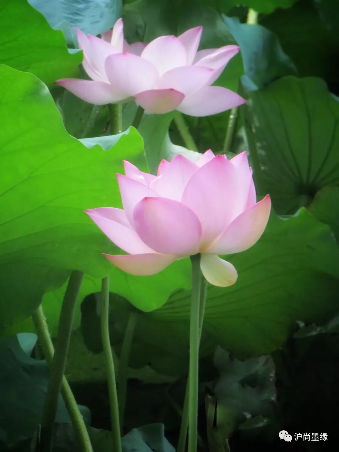 夏色荷塘多娇艳谦谦君子执青莲 沪尚墨缘 微信公众号文章阅读 Wemp