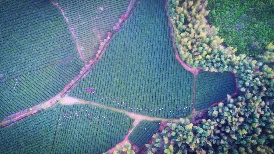 “宜兴红”将亮相北京世园会