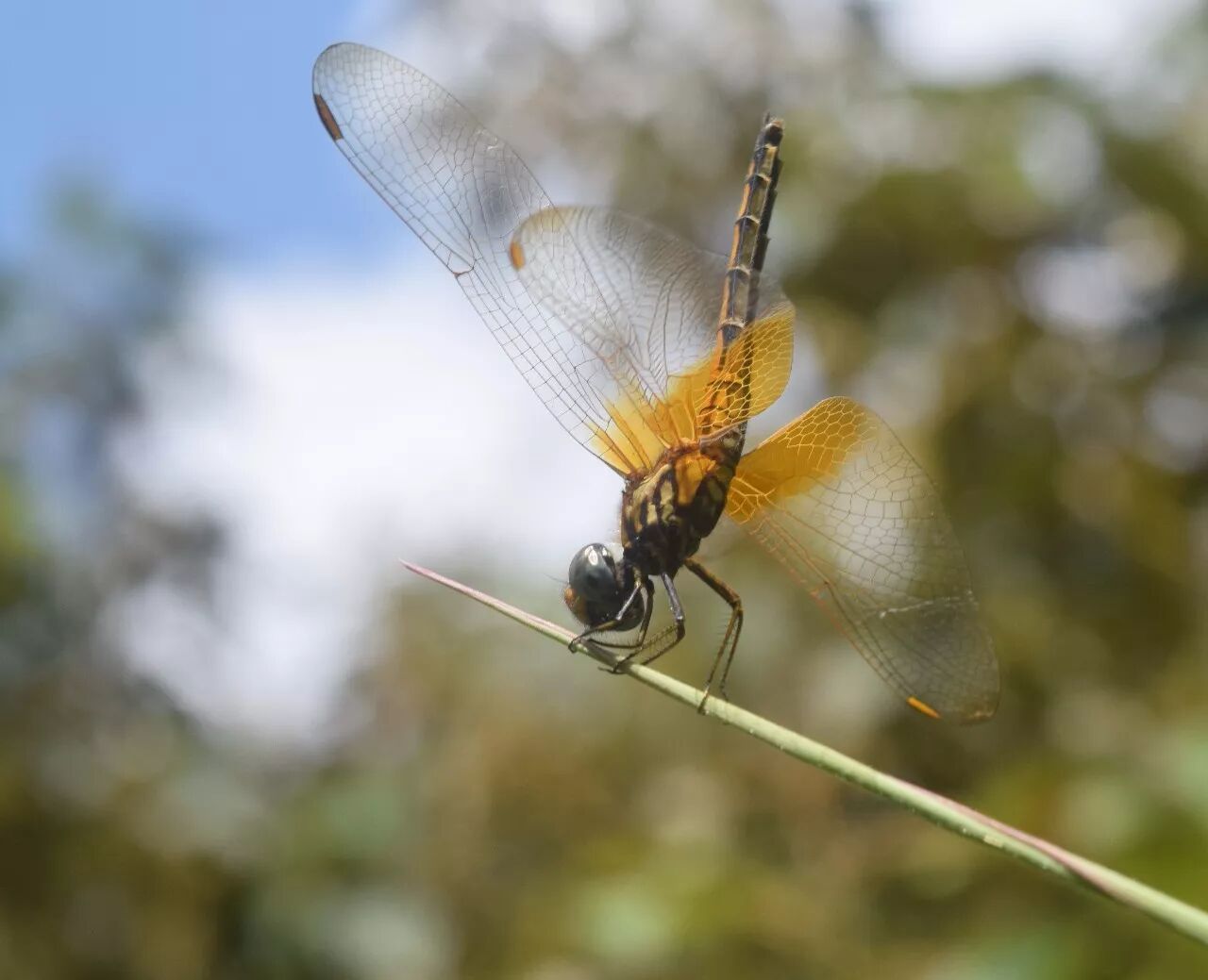 蜻蜓秘语你知道和不知道的停息姿势