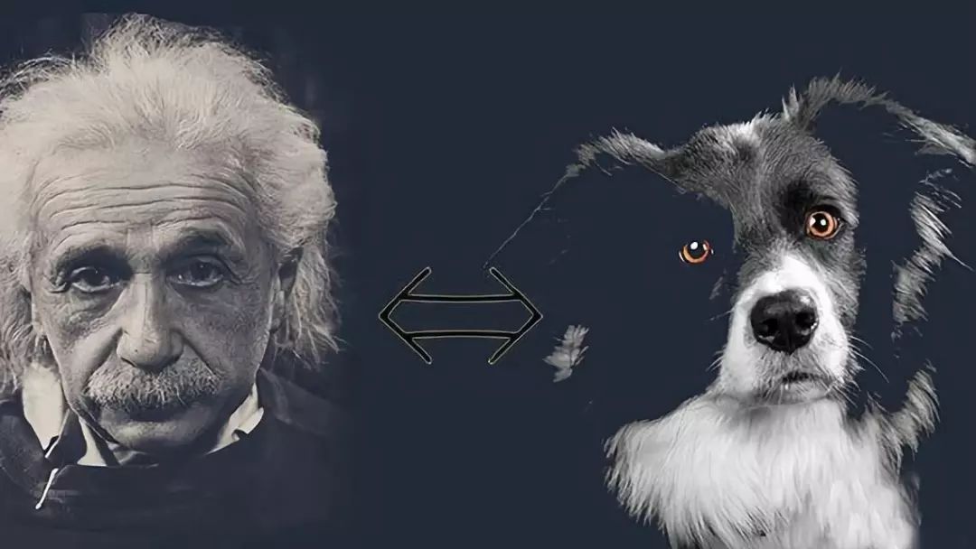 汪星人的状元榜 看到最富有的犬 北京卡迪宠物用品有限公司