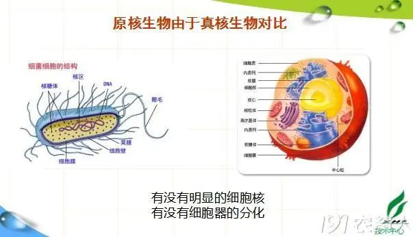 涨知识 蔬菜常见细菌性病害 农业网agronet 微信公众号文章阅读 Wemp