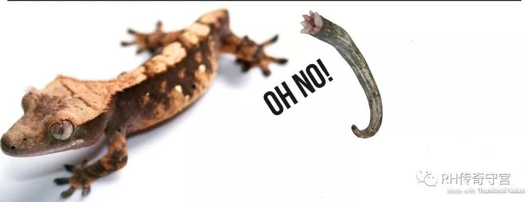 睫角守宫80问 让你从小白秒变专家 Rh传奇守宫 微信公众号文章阅读 Wemp