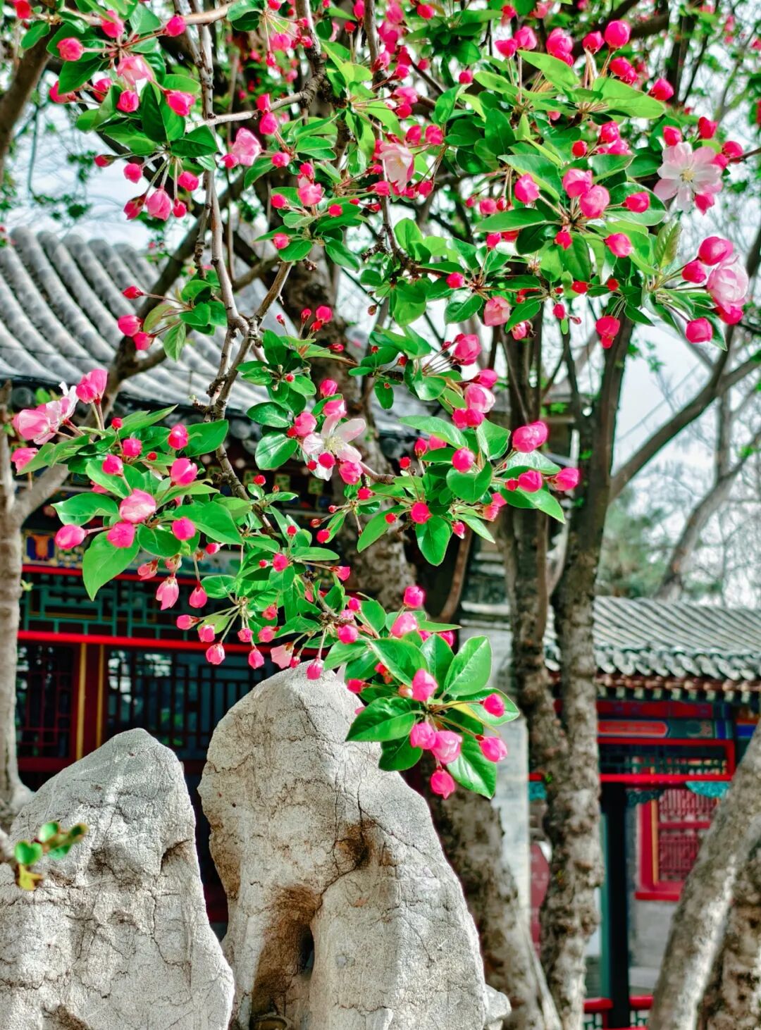 实拍太美了荣国府的西府海棠开了