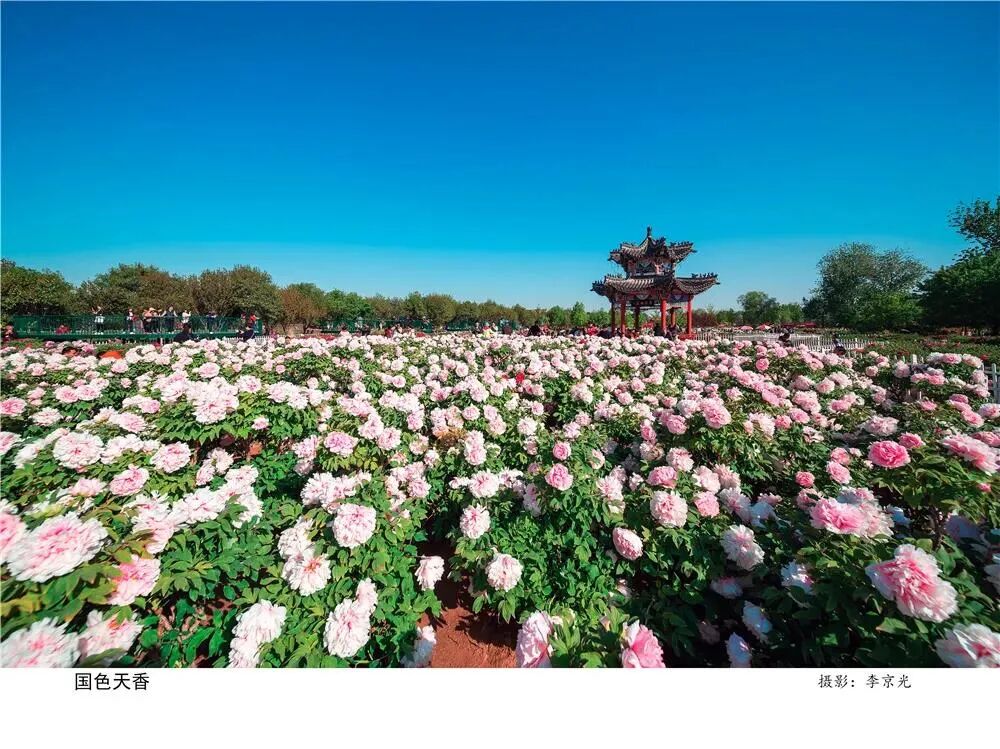 菏泽牡丹即将盛开牡丹区三个十打造文旅盛宴