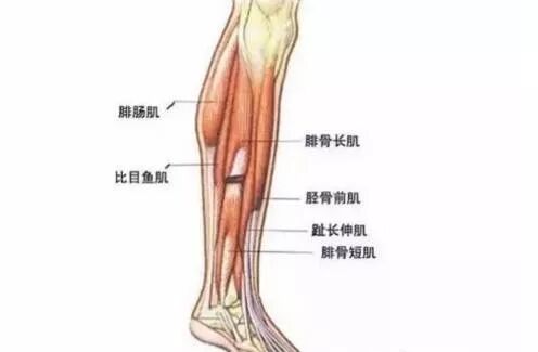 针刀临床中肌肉功能解剖 血供 神经支配 中西医实用技术 微信公众号文章阅读 Wemp