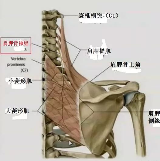 干货 肩胛间区 菱形肌区 疼痛的诊断思路 吾妮逆龄1 微信公众号文章阅读 Wemp