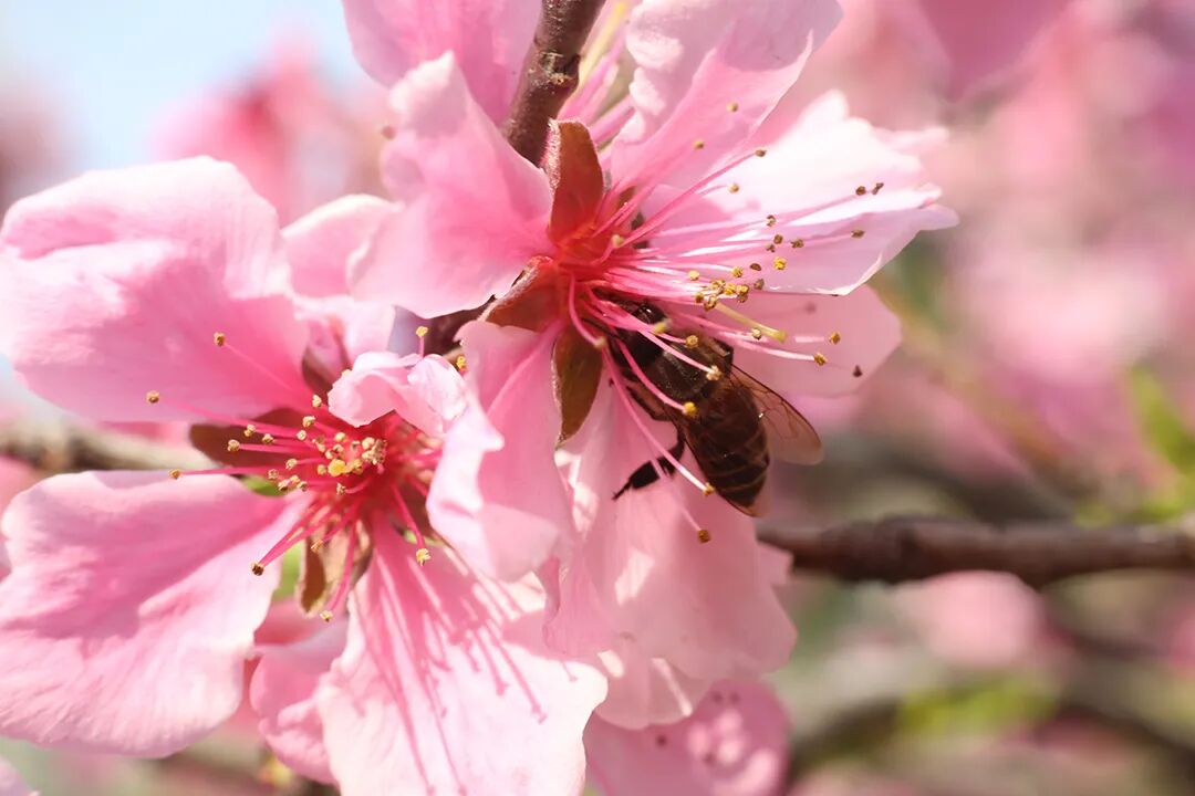 什么是电吸人流电吸人流术，你真的懂吗？_https://www.jmylbn.com_新闻资讯_第52张