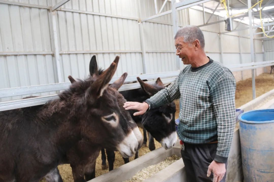 吴堡山窝里的养驴致富经