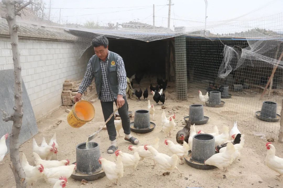 致富经养驴_养驴致富经_驴养殖前景