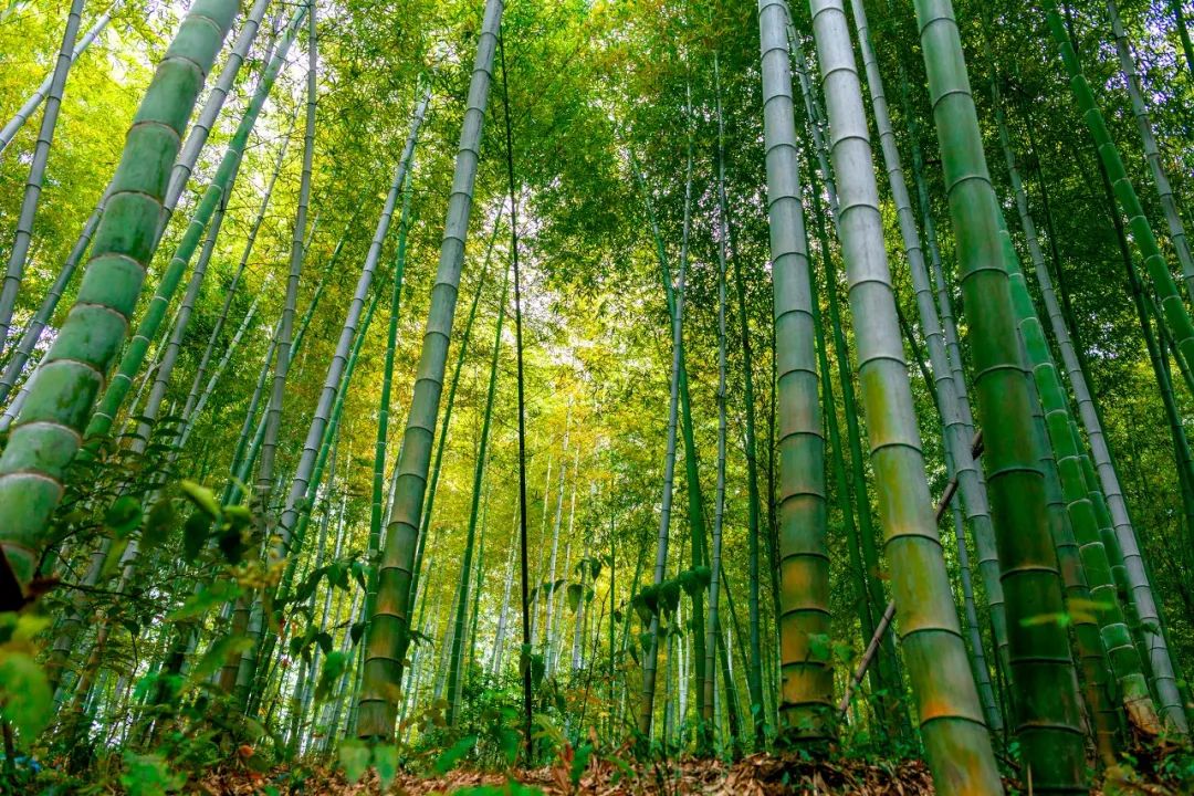 西塞山前白鷺飛什么流水_西塞山前白鷺飛下一句_白鷺飛西塞山前白鷺飛