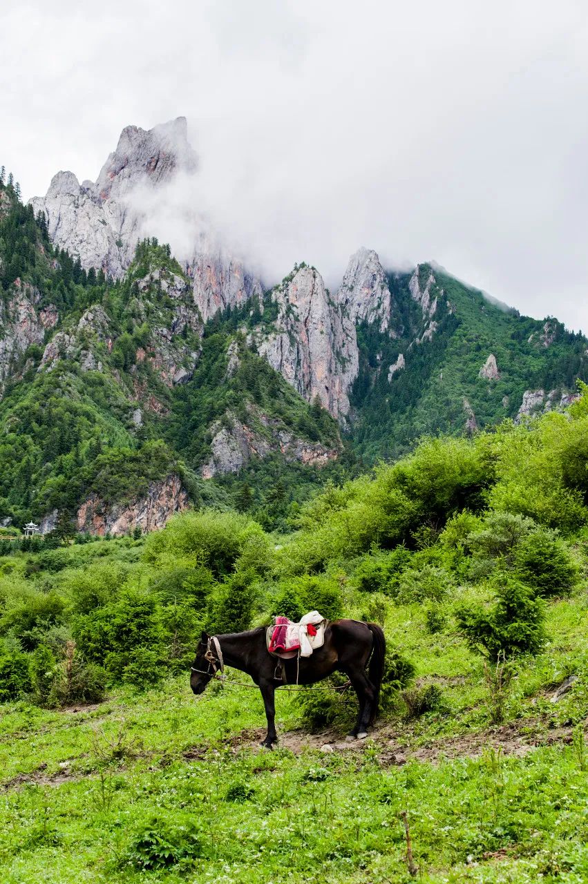 忽然，就想去甘南了。 旅遊 第3張