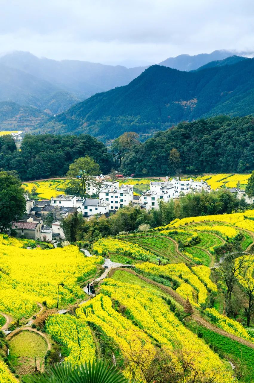 白鹭飞西塞山前白鹭飞_西塞山前白鹭飞下一句_西塞山前白鹭飞什么流水