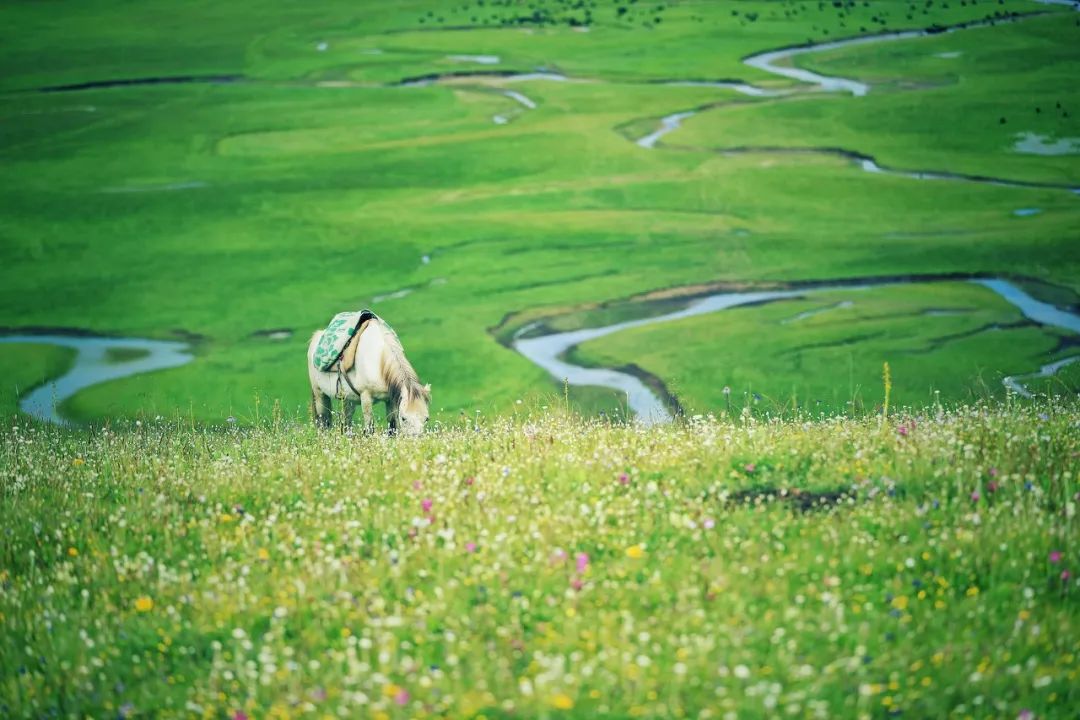 忽然，就想去甘南了。 旅遊 第36張