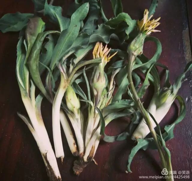 博山人又到挖野菜的季節了 有這本野菜手冊 再也不用擔心挖錯了 美食博山 微文庫