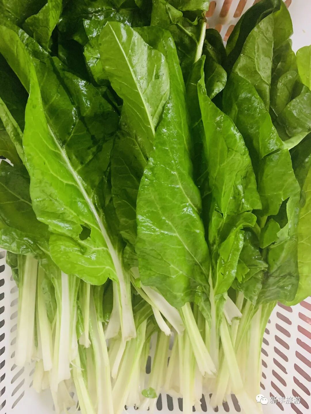 它很容易栽种,而且产量非常高,幼时听家里长辈说勺麻菜是以前的猪菜