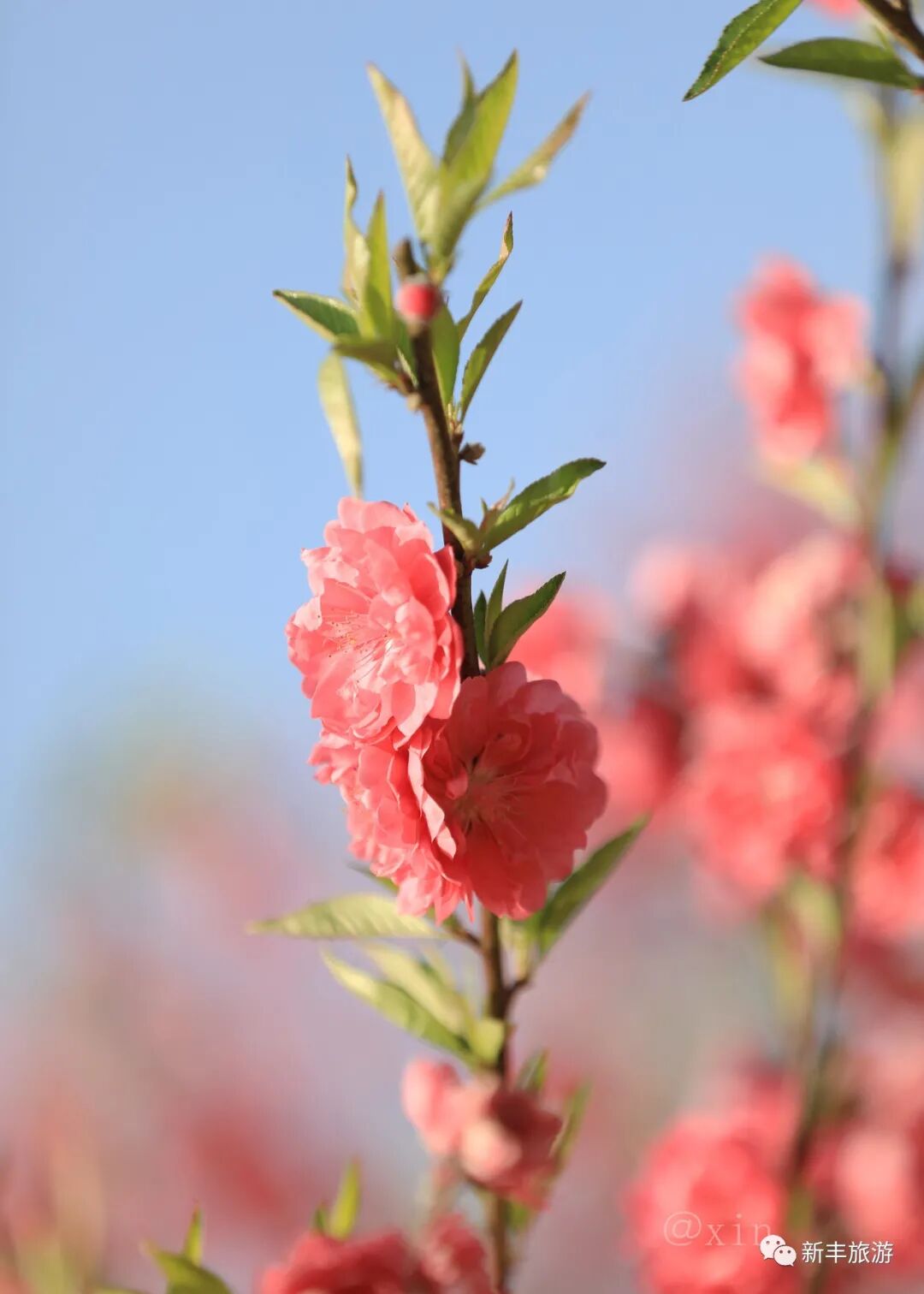阳春三月桃花俏,美景迷人醉春风!