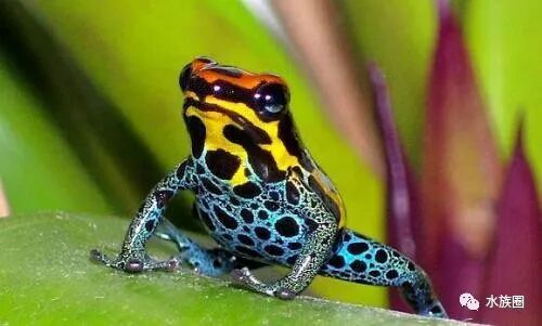 水陆缸雨林缸 箭毒蛙的饲养 水族圈低调分享 水族圈 微信公众号文章阅读 Wemp
