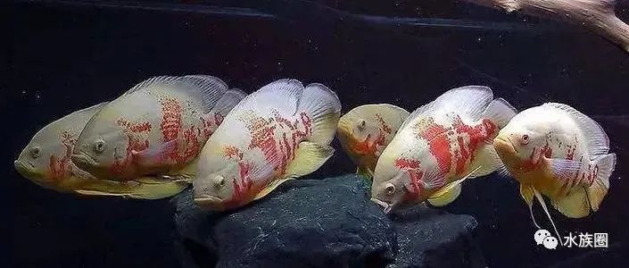 大吉鱼是什么鱼_观赏鱼 大吉鱼_大吉鱼的做法