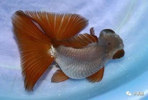 金鱼的世界地图 品种图鉴 水族圈 微信公众号文章阅读 Wemp