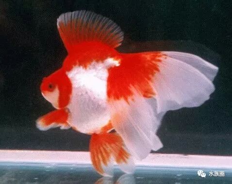 金鱼的世界地图 品种图鉴 水族圈 微信公众号文章阅读 Wemp