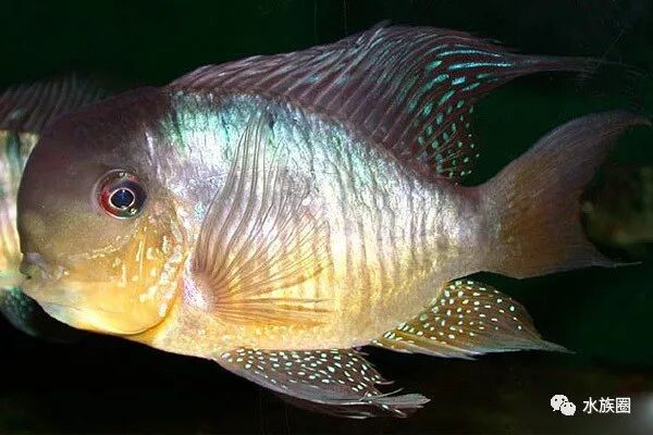 美洲慈鲷资料大全 水族圈低调分享 自由微信 Freewechat