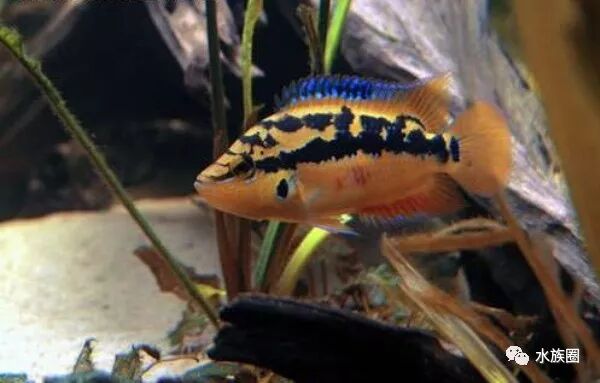 美洲慈鲷资料大全 水族圈低调分享 自由微信 Freewechat