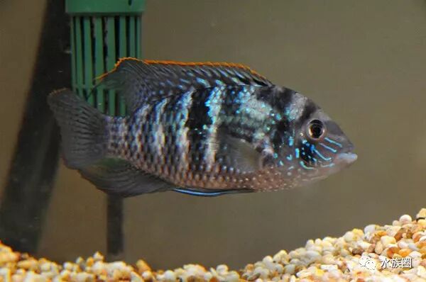 美洲慈鲷资料大全 水族圈低调分享 自由微信 Freewechat