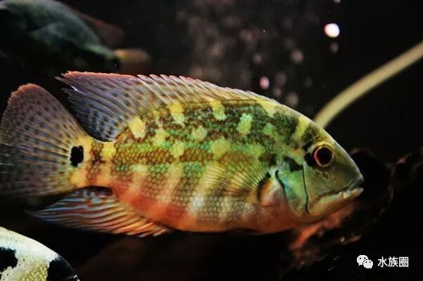 美洲慈鲷资料大全 水族圈低调分享 自由微信 Freewechat