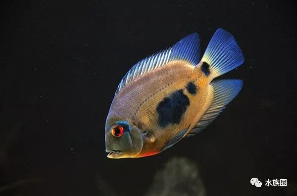 美洲慈鲷资料大全 水族圈低调分享 自由微信 Freewechat