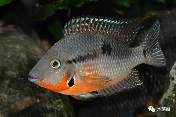 美洲慈鲷资料大全 水族圈低调分享 自由微信 Freewechat