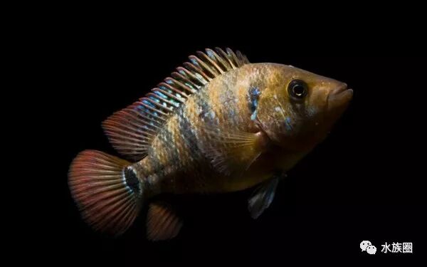 美洲慈鲷资料大全 水族圈低调分享 自由微信 Freewechat