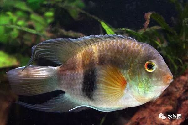 美洲慈鲷资料大全 水族圈低调分享 自由微信 Freewechat
