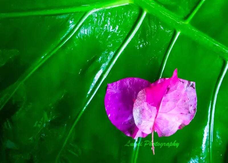 2018:随手而拍的景致（4月）