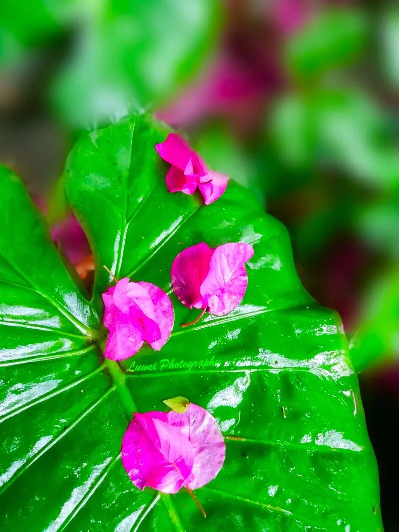 2018:随手而拍的景致(4月) 2018:随手而拍的景致(4月)